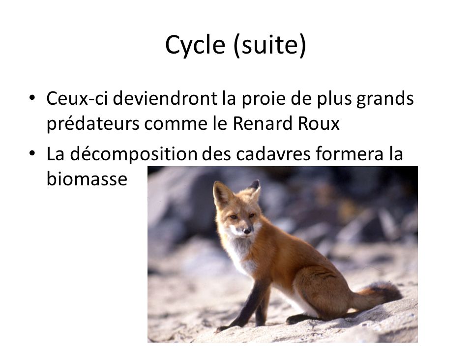 Cycle (suite) Ceux-ci deviendront la proie de plus grands prédateurs comme le Renard Roux.