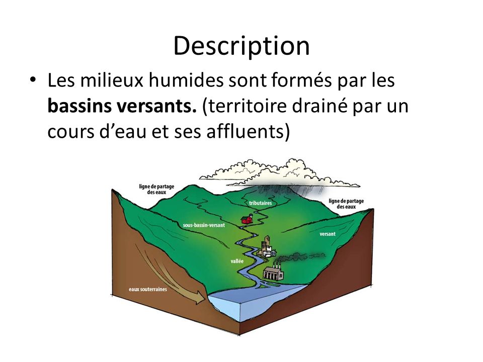 Description Les milieux humides sont formés par les bassins versants.