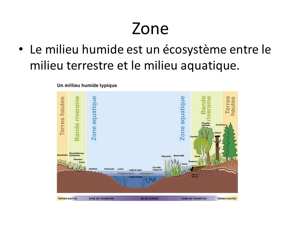 Zone Le milieu humide est un écosystème entre le milieu terrestre et le milieu aquatique.