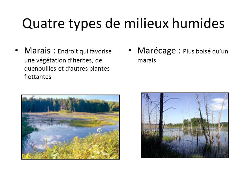 Quatre types de milieux humides