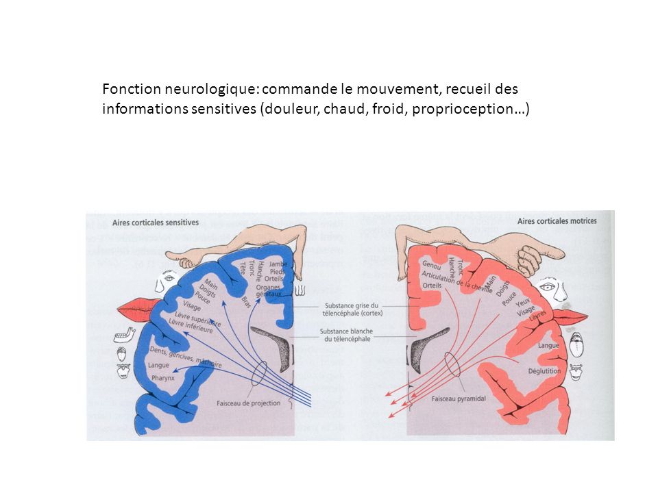 Fonction neurologique: commande le mouvement, recueil des informations sensitives (douleur, chaud, froid, proprioception…)