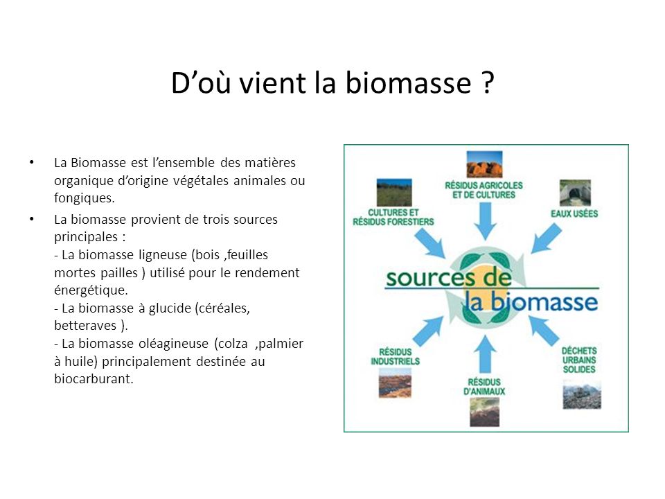 D’où vient la biomasse La Biomasse est l’ensemble des matières organique d’origine végétales animales ou fongiques.