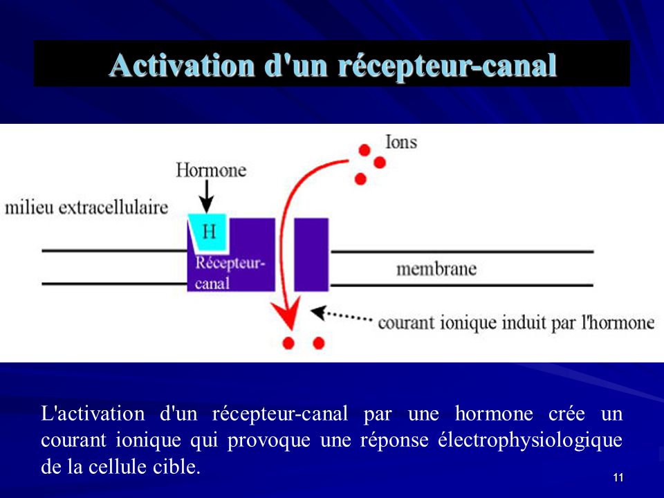 Activation d un récepteur-canal