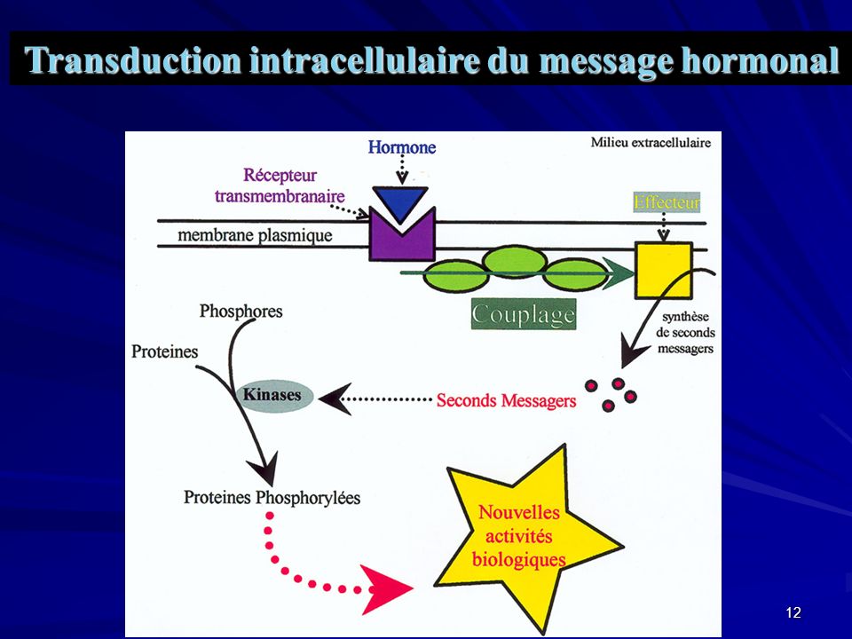 Transduction intracellulaire du message hormonal