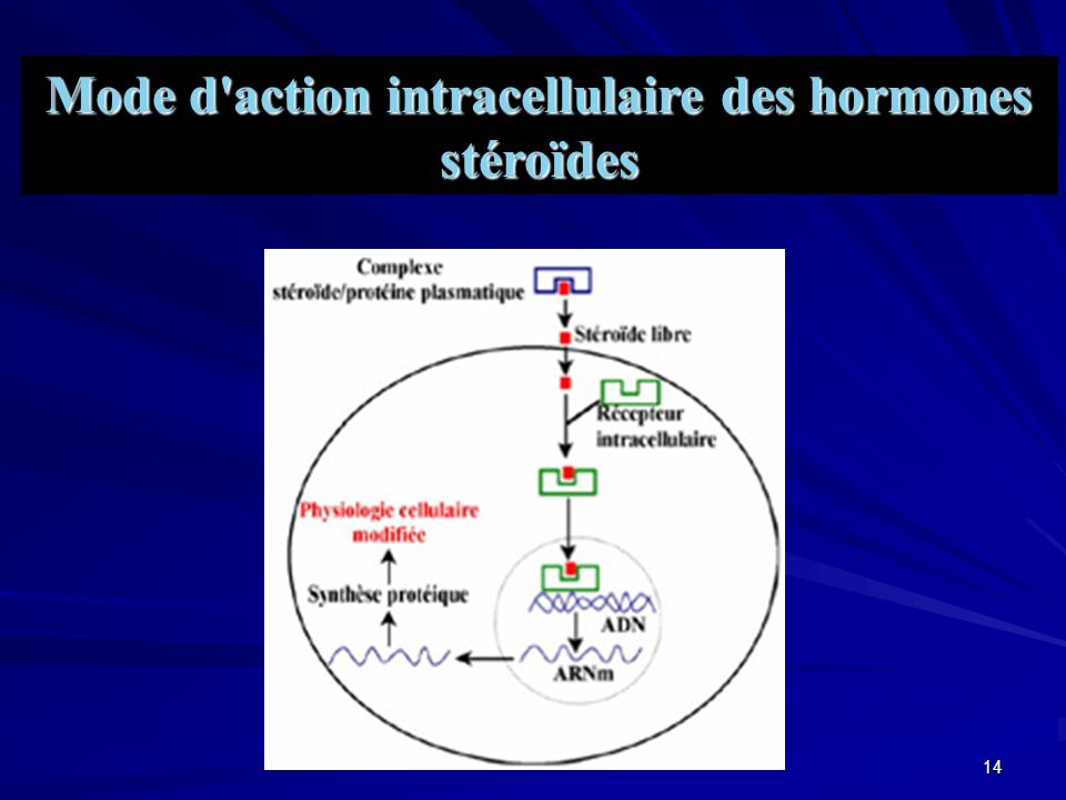 Mode d action intracellulaire des hormones stéroïdes