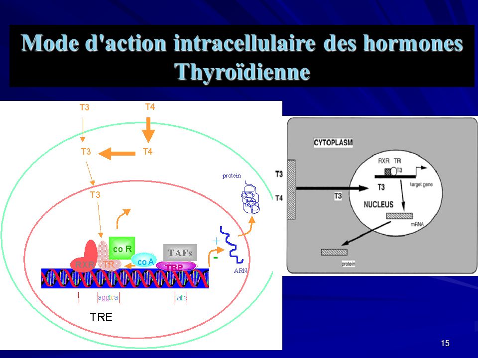 Mode d action intracellulaire des hormones Thyroïdienne