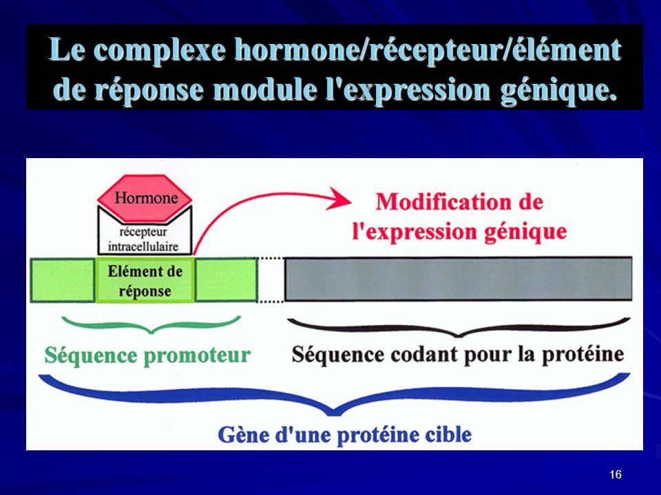 Le complexe hormone/récepteur/élément de réponse module l expression génique.