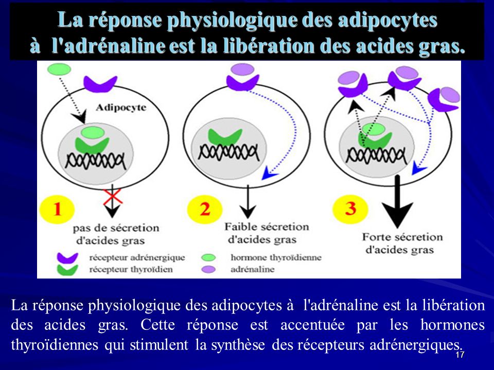 La réponse physiologique des adipocytes à l adrénaline est la libération des acides gras.