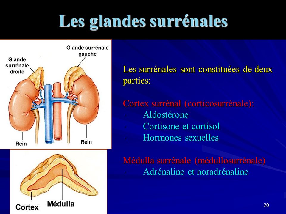 Les glandes surrénales