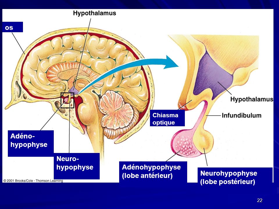 os Adéno-hypophyse Neuro-hypophyse Adénohypophyse (lobe antérieur)