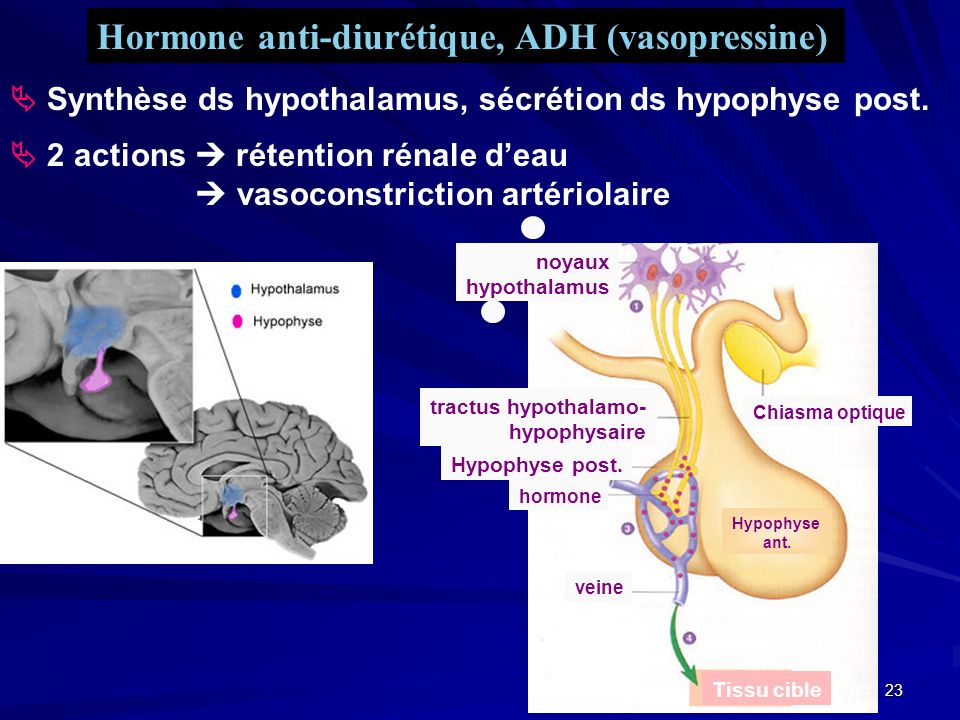 Hormone anti-diurétique, ADH (vasopressine)