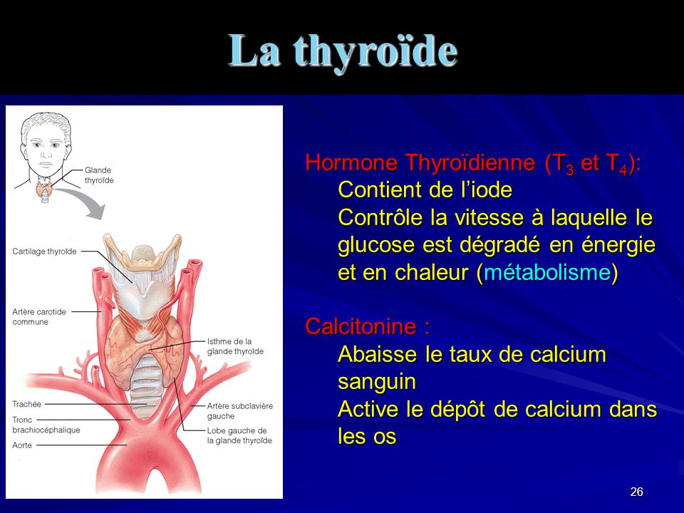 La thyroïde Hormone Thyroïdienne (T3 et T4): Contient de l’iode