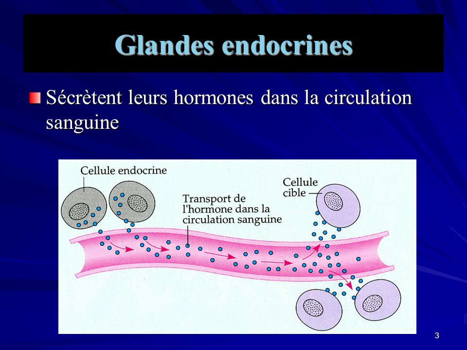 Glandes endocrines Sécrètent leurs hormones dans la circulation sanguine