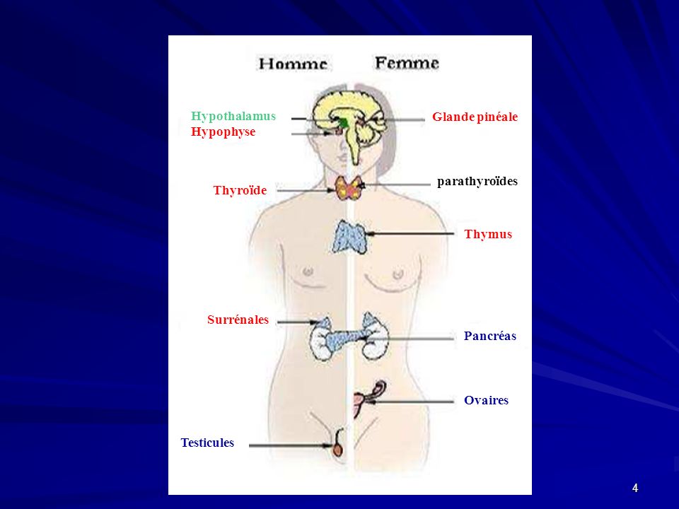 Hypothalamus Hypophyse. Glande pinéale. parathyroïdes. Thyroïde. Thymus. Surrénales. Pancréas.