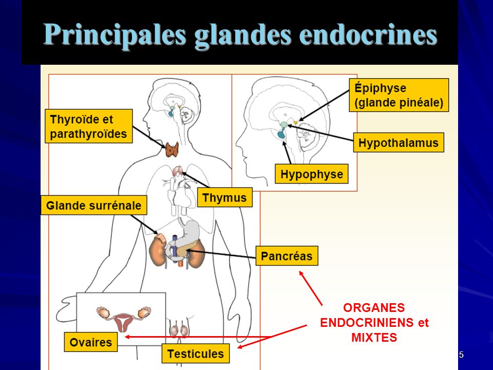 Principales glandes endocrines ORGANES ENDOCRINIENS et MIXTES