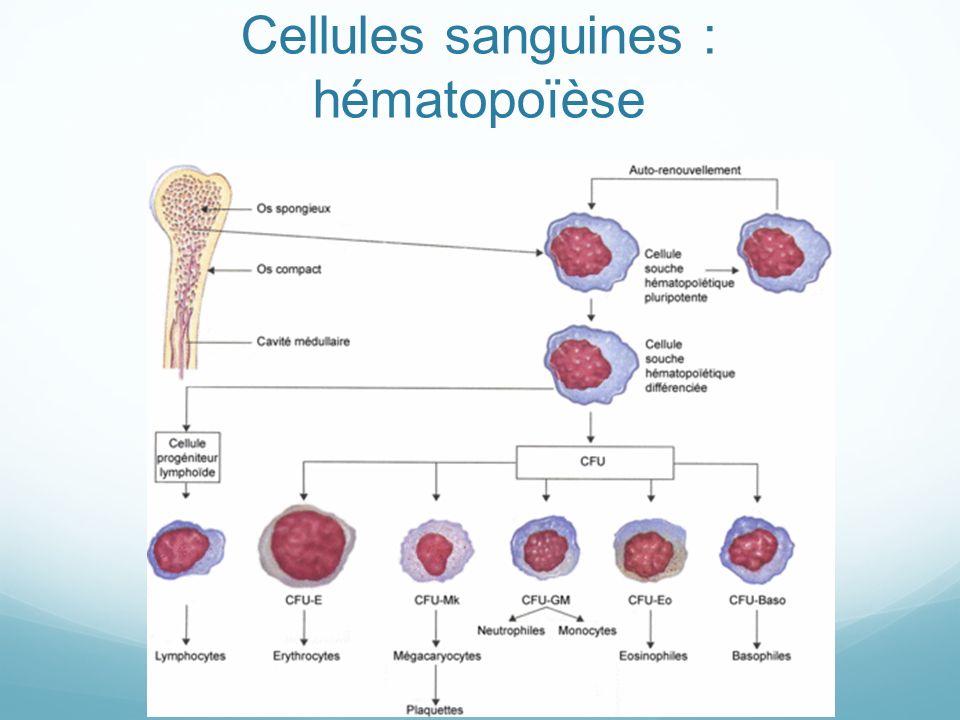 Cellules sanguines : hématopoïèse