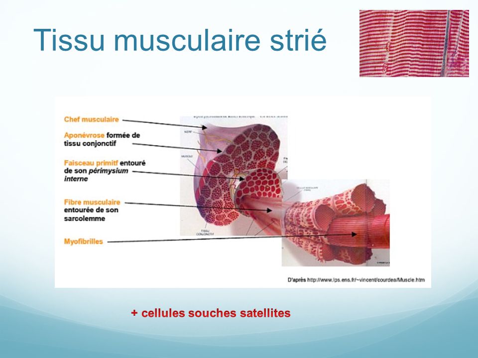Tissu musculaire strié
