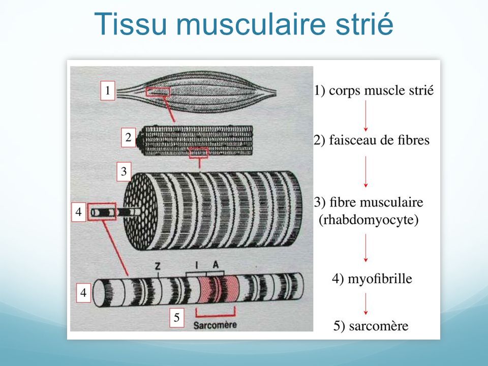 Tissu musculaire strié