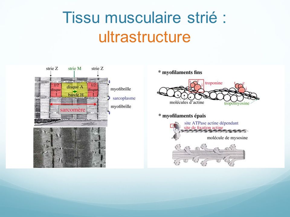 Tissu musculaire strié : ultrastructure