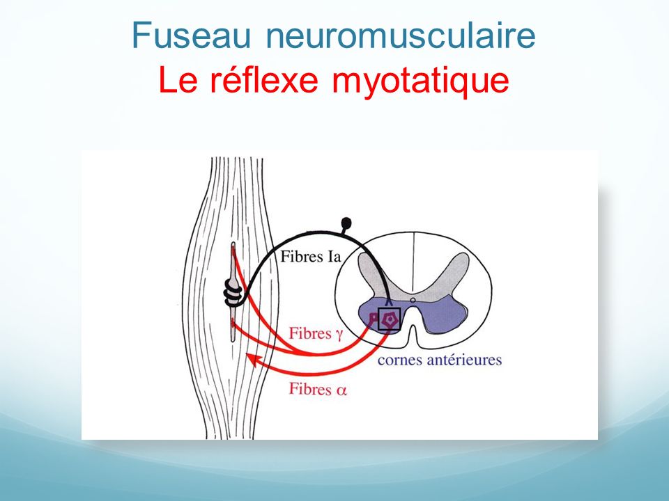 Fuseau neuromusculaire Le réflexe myotatique