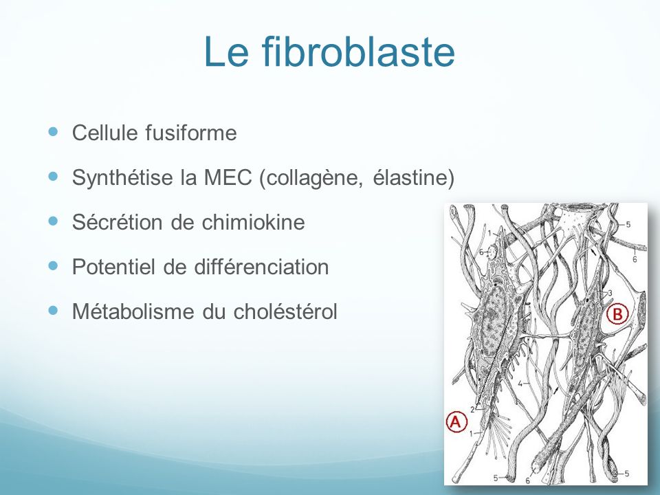 Le fibroblaste Cellule fusiforme