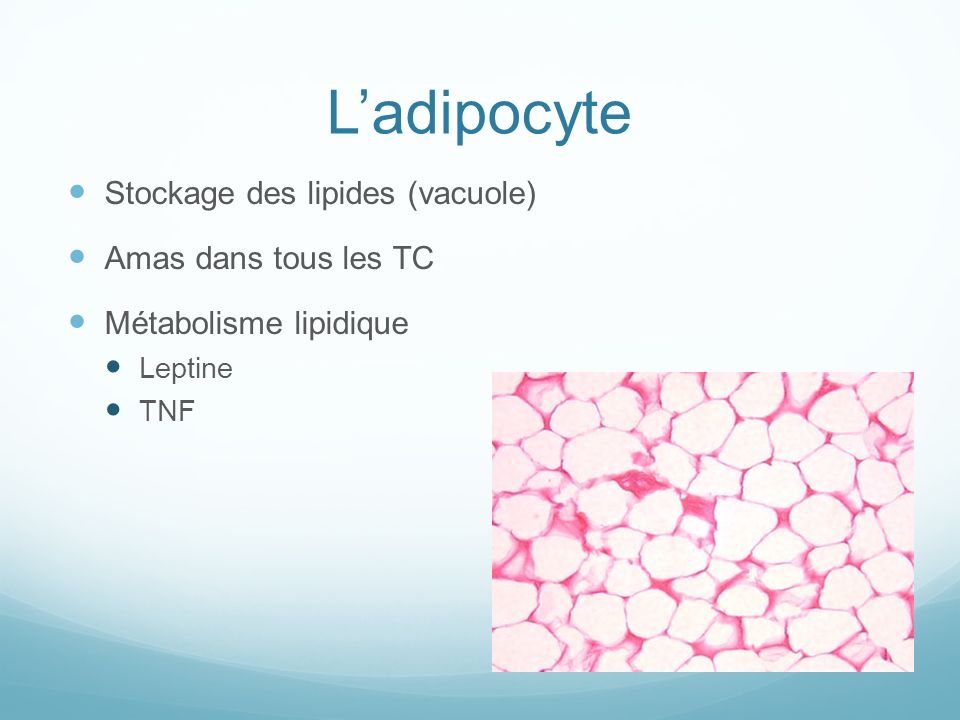 L’adipocyte Stockage des lipides (vacuole) Amas dans tous les TC