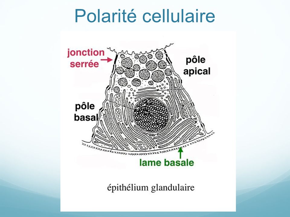 Polarité cellulaire