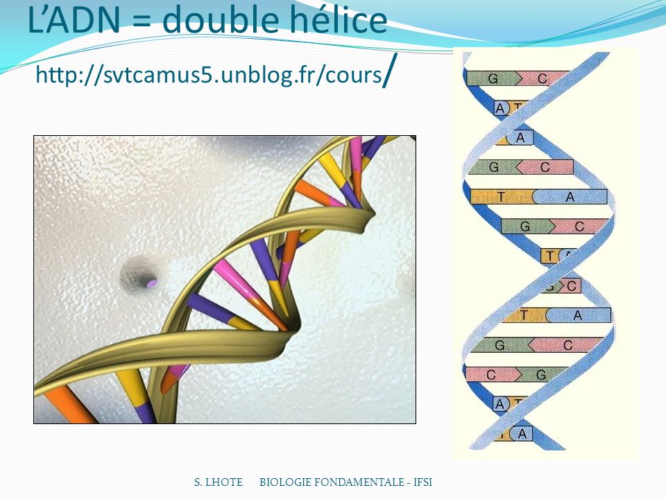 L’ADN = double hélice