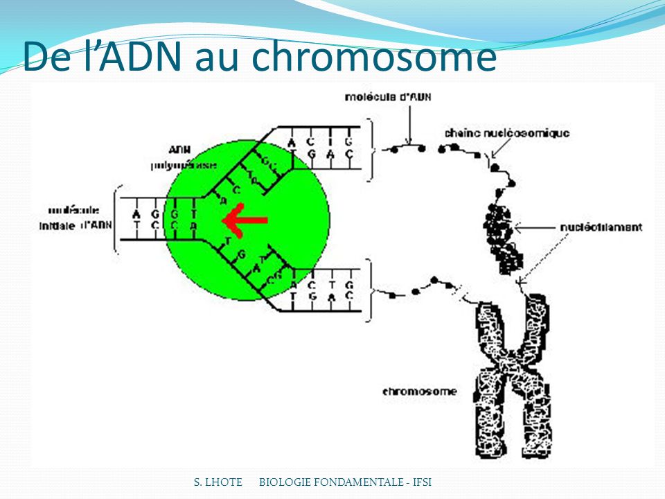 De l’ADN au chromosome S. LHOTE BIOLOGIE FONDAMENTALE - IFSI