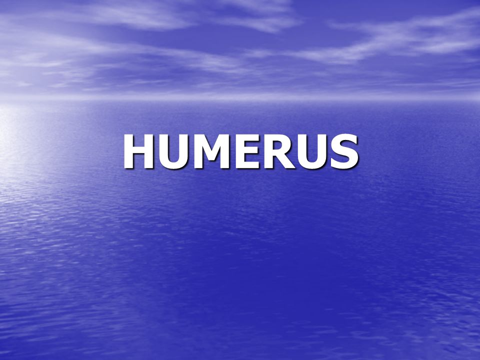 HUMERUS