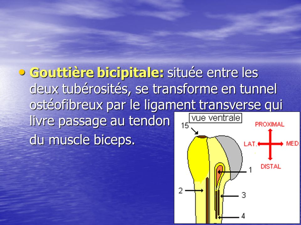 Gouttière bicipitale: située entre les deux tubérosités, se transforme en tunnel ostéofibreux par le ligament transverse qui livre passage au tendon