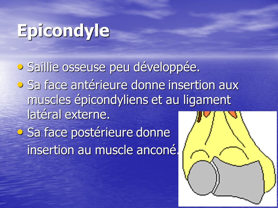 Epicondyle Saillie osseuse peu développée.