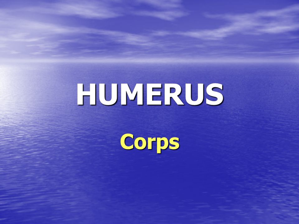 HUMERUS Corps