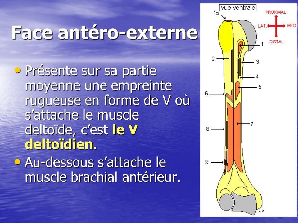 Face antéro-externe Présente sur sa partie moyenne une empreinte rugueuse en forme de V où s’attache le muscle deltoïde, c’est le V deltoïdien.