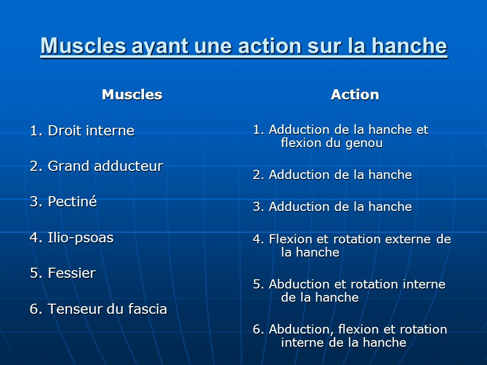 Muscles ayant une action sur la hanche