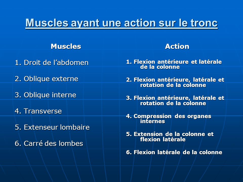 Muscles ayant une action sur le tronc