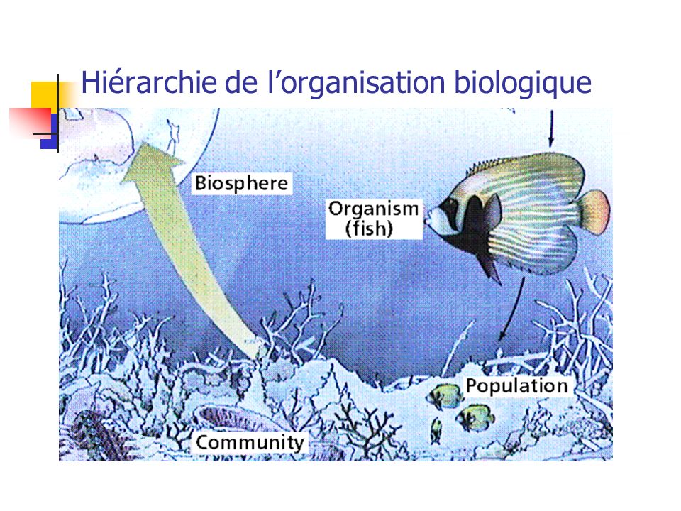 Hiérarchie de l’organisation biologique