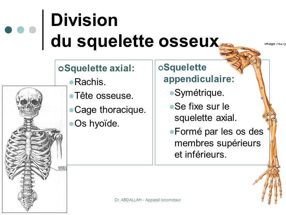 Division du squelette osseux