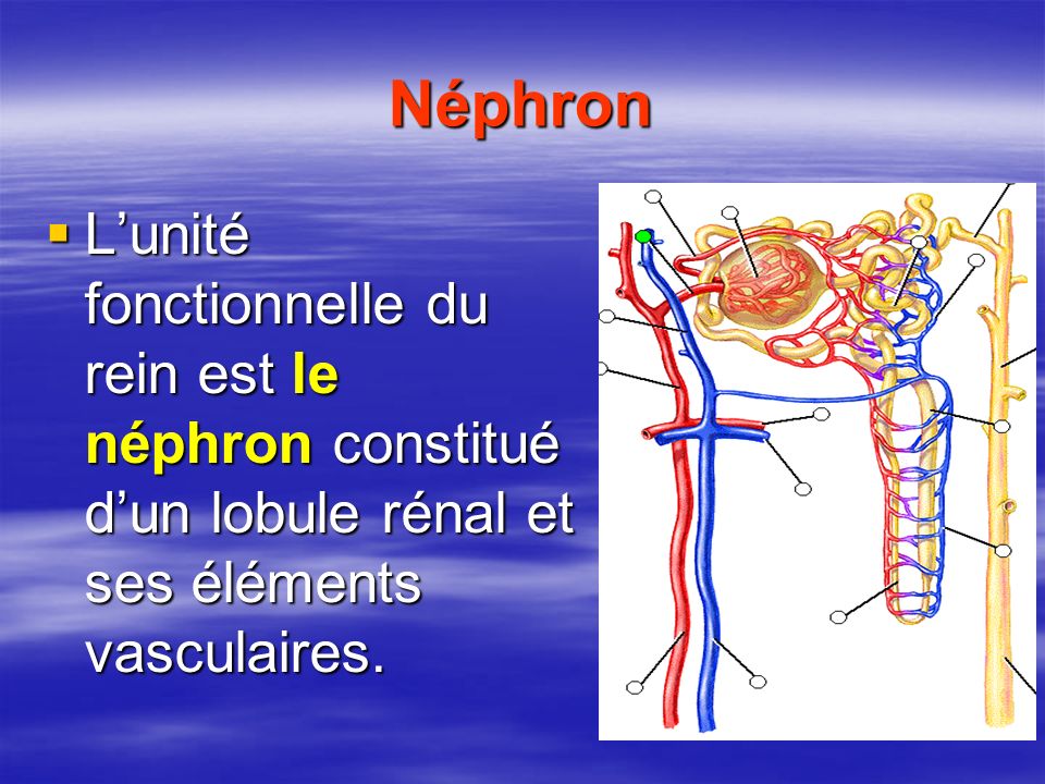 Néphron L’unité fonctionnelle du rein est le néphron constitué d’un lobule rénal et ses éléments vasculaires.