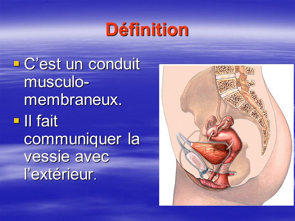 Définition C’est un conduit musculo-membraneux.