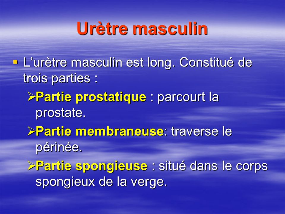 Urètre masculin L’urètre masculin est long. Constitué de trois parties : Partie prostatique : parcourt la prostate.