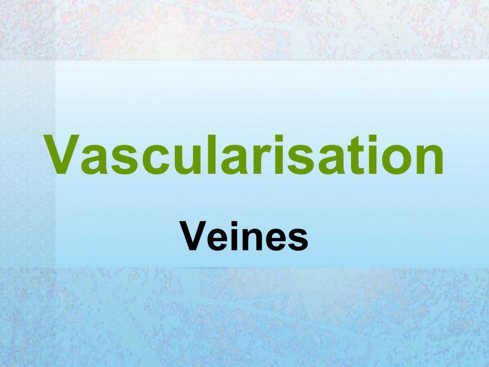 Vascularisation Veines