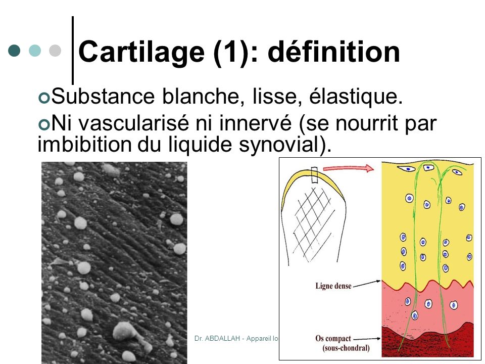Cartilage (1): définition