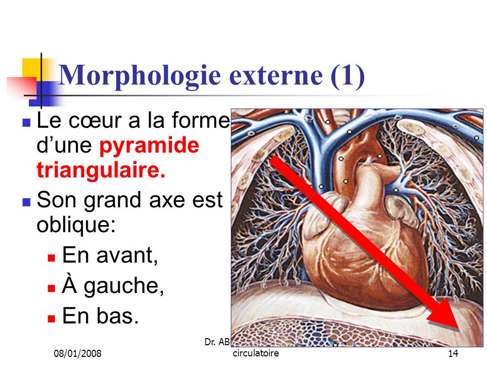 Morphologie externe (1)