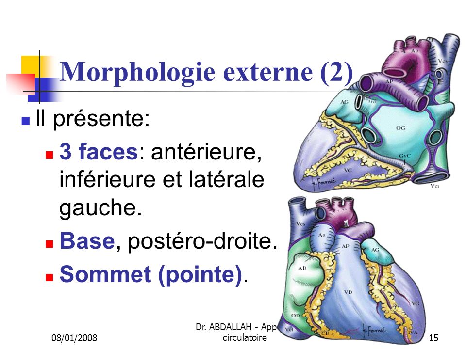 Morphologie externe (2)