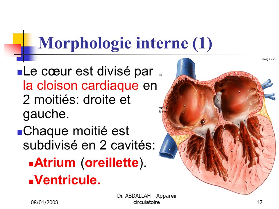 Morphologie interne (1)