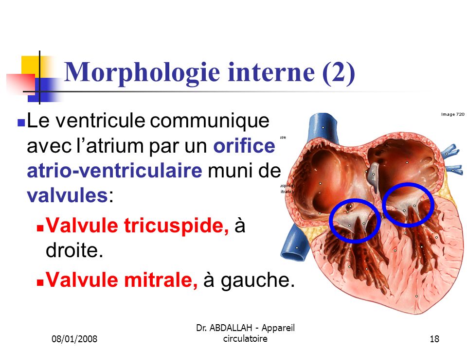 Morphologie interne (2)