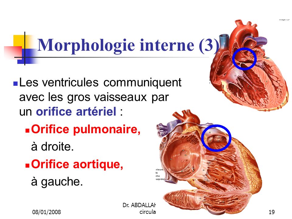 Morphologie interne (3)