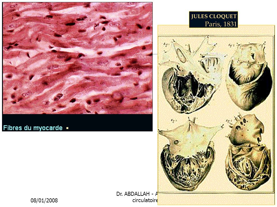 Dr. ABDALLAH - Appareil circulatoire