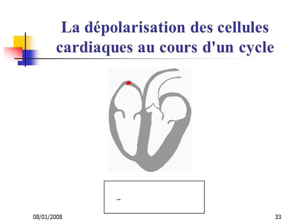 La dépolarisation des cellules cardiaques au cours d un cycle